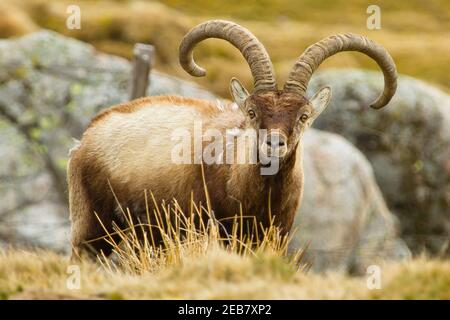 Iberischer Steinbock mit riesigen Hörnern, die in einem Feld während stehen Am Tag Stockfoto