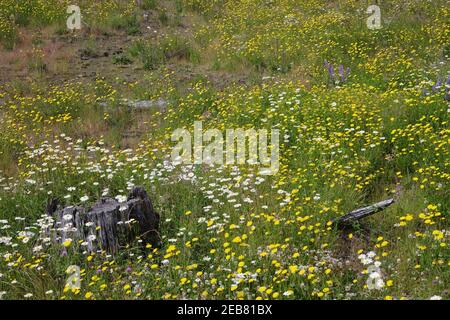 Flower Meadows on Coldwater Ridgemount St Helens National Monument Washington State, USA PL000271 Stockfoto