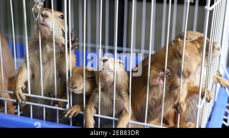 Unglücklich niedlichen Prärie Hund Junge Leiden, Käfig auf dem Markt. Haustiere zum Verkauf. Deprimierter Murmeltier, der um Essen bat. Lustige Pfoten auf der Suche nach Hilfe. Tiere stehen Stockfoto