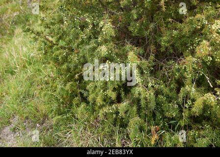 Juniperus communis Zweig aus der Nähe mit Obst Stockfoto