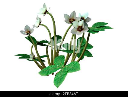 3D-Rendering von Helleborus orientalis oder Fastenrose oder Weihnachtsrosenblüten isoliert auf weißem Hintergrund Stockfoto