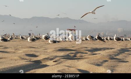 Möwen an der sonnigen sandigen kalifornischen Küste, ikonischer Retro-Wachturm aus Holz mit Regenbogenstolz. Venice Beach in der Nähe von Santa Monica Resort. Sommerzeit s Stockfoto