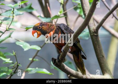 Die Dunkellory (Pseudeos fuscata) ist eine Papageienart aus der Familie Psittaculidae. Sie ist in Neuguinea und den vorgelagerten Inseln zu finden. Stockfoto