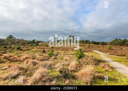 Brunssommerheide Naturschutzgebiet mit Feldwegen zwischen Pinien, Heide und Wildgras, niederländische Landschaft in einem bewölkten Wintertag in Süd-Limburg i Stockfoto