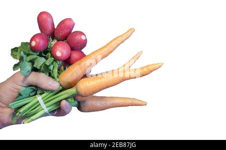 Rettich und Karotten gebunden Bündchen. Saubere frische ungeschälte Gemüse mit geschnittenen und üppig grünen Spitze in Mann Hand. Isoliert auf weißem Hintergrund Stockfoto