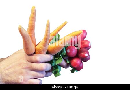 Rettich und Karotten Bündel mit grünen Spitzen in der Hand des Mannes gehalten. Isoliert auf weißem Hintergrund, mit Clipping-Pfad Stockfoto