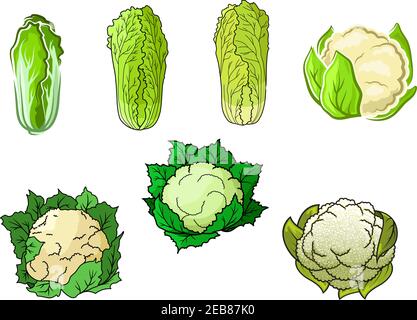 Saftige grüne Blumenkohl und chinesisches Kohl Gemüse mit knackigen Blättern Und leckere cremige Blütenstände für gesunde vegetarische Ernährung oder Landwirtschaft Stock Vektor