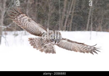 Große graue Eule mit Flügeln ausgebreitet Vorbereitung auf zu stürzen Seine Beute auf Schnee, wie er jagt in Kanada Stockfoto