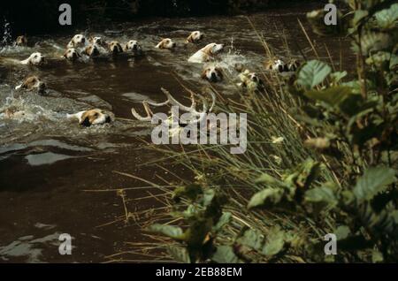 Devon und Somerset Staghounds August 22nd 1981. Erschöpfter Hirsch wird in einem kleinen Pool bei den Hunden in die Enge gedrängt. Kurz darauf wurde der Hirsch getötet. Er wurde auf das Ufer geschleppt und mit einer Pistole erschossen. Dies wurde lange vor dem Jagdgesetz 2004, das diesen Zeitvertreib aus Grausamkeit Verbot, durchgeführt. Stockfoto