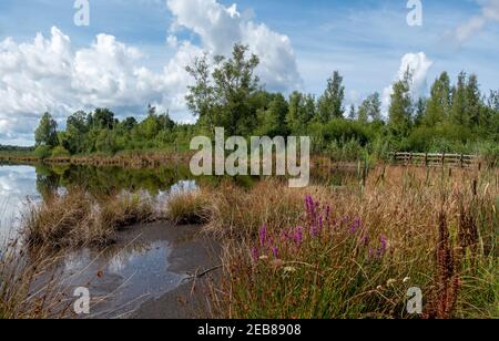 Sommerlandschaft im Schwenninger Moos Moor bei Villingen-Schwenningen, Deutschland Stockfoto