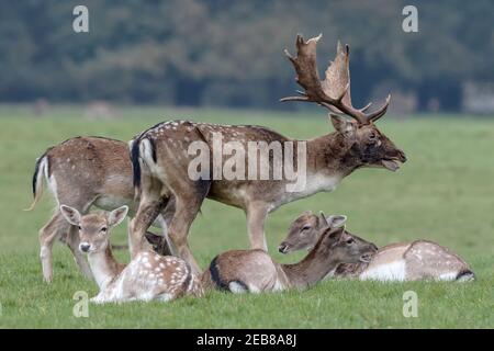 Damhirsch Stockfoto