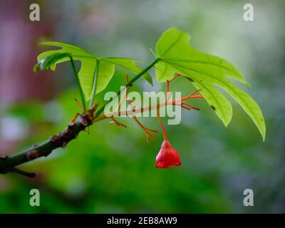 Erste Blume Des Flammenbaums Illawarra Stockfoto