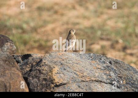 Paddyfield Pipit steht auf einem Felsen Stockfoto