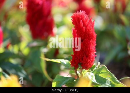 Rot von Cockscomb Blume in Blüte und Morgensonne im Blumengarten. Stockfoto