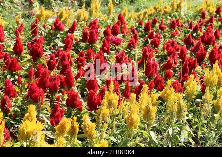 Rot von Cockscomb Blume in Blüte und Morgensonne im Blumengarten. Stockfoto