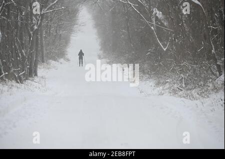 VEREINIGTE STAATEN - 02-01-21: Eine Langlaufläuferin macht sich auf den Weg die Ridgeside Road in der Nähe von Bluemont hinunter. WESTERN Loudoun hatte den ganzen Tag schweren nassen Schnee mit total Stockfoto