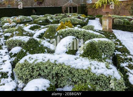 Der formelle Knot Garden im RHS Garden, Wisley, Surrey, Südostengland, im Winter mit ordentlich beschnittenen Büschen und Hecken, die mit Schnee bedeckt sind Stockfoto