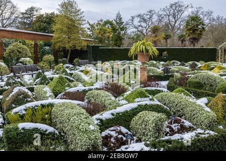 Der formelle Knot Garden im RHS Garden, Wisley, Surrey, Südostengland, im Winter mit ordentlich beschnittenen Büschen und Hecken, die mit Schnee bedeckt sind Stockfoto