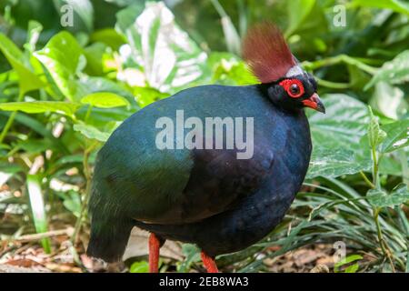 Ein männliches Haubenhuhn (Rollulus rouloul), ein Wildvogel aus der Fasanenfamilie Phasianidae der Ordnung Galliformes. Das Männchen ist metallisch grün Stockfoto