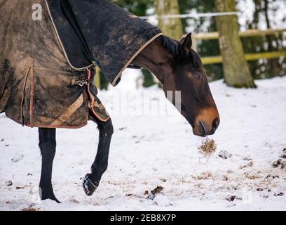 East Lothian, Schottland, Großbritannien, 12th. Februar 2021. UK Wetter: Ein braunes Pferd trägt eine Pferdedecke grast im Winterschnee mit wenig zu finden, außer Heu von seinem Besitzer verlassen zu essen Stockfoto