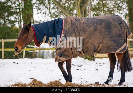 East Lothian, Schottland, Großbritannien, 12th. Februar 2021. UK Wetter: Ein braunes Pferd trägt eine Pferdedecke grast im Winterschnee mit wenig zu finden, außer Heu von seinem Besitzer verlassen zu essen Stockfoto