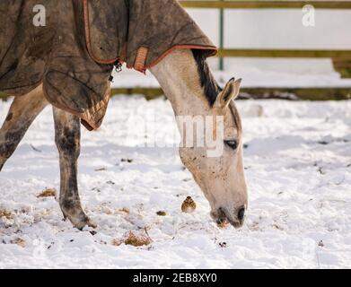 East Lothian, Schottland, Großbritannien, 12th. Februar 2021. UK Wetter: Ein Pferd grast im Winterschnee, während ein Rotflügler (Turdus iliacus), ein Wintergast in diesem Land, in der Gefahr herumhüpft, von Hufen getreten zu werden, in der Hoffnung, etwas zu essen zu finden Stockfoto
