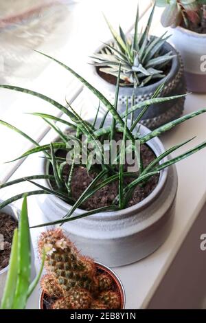 Zimmerpflanzen, Sansevieria Cyclindrica, Afrikanischer Speer, zylindrische Schlangenpflanze Stockfoto