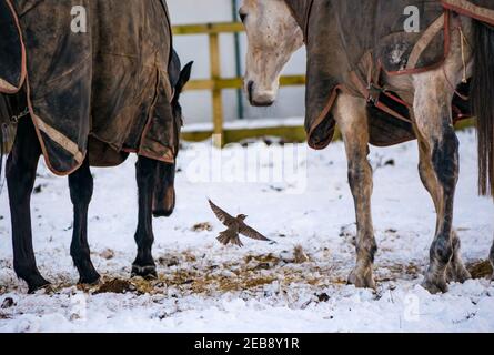 East Lothian, Schottland, Großbritannien, 12th. Februar 2021. UK Wetter: Pferde grasen im Winterschnee, während ein Rotflügler (Turdus iliacus), ein Wintergast in diesem Land, in der Gefahr herumhüpft, von Hufen getreten zu werden, in der Hoffnung, etwas zu essen zu finden Stockfoto