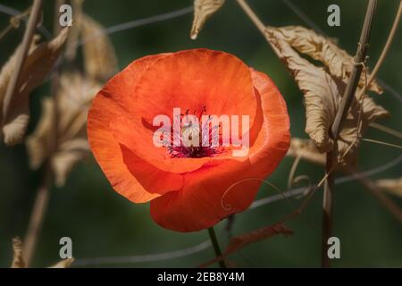 Bunte Blütenblätter aus roter Mohnblume vor dunklem Hintergrund Stockfoto