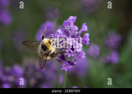 Bienen sammeln Pollen von Lavendel Pflanze im Garten mit lebhaft Farben Stockfoto