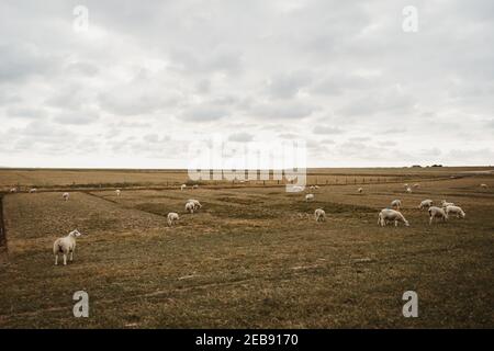 Schafe in einem Feld mit einem grauen Himmel in der Hintergrund Stockfoto