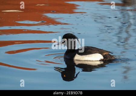 Die getuftete Ente (Aythya fuligula) ist eine kleine Taucherente mit einer Population von fast einer Million Vögeln, die im nördlichen Eurasien gefunden wird. , ein intreuender p Stockfoto