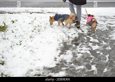 Leipzig, Deutschland. Februar 2021, 10th. Zwei Hunde mit thermischer Schutzkleidung werden im Winter von einem Hundebesitzer auf verschneiten Wegen im Stadtteil Leipzig geführt. Quelle: Volkmar Heinz/dpa-Zentralbild/ZB/dpa/Alamy Live News Stockfoto