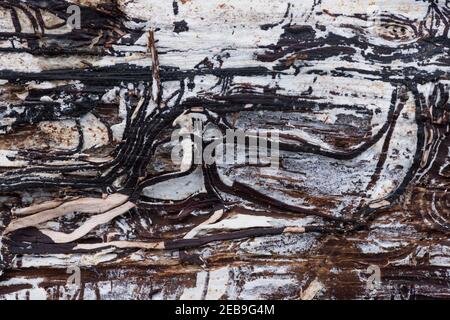 Rhizomorphs von Bootlace Pilz, Armillaria mellea, als dunkle Spuren unter entnommener Rinde von toten Ziegenweidenbaum zeigt Wachstum Mycel hyphae Stockfoto