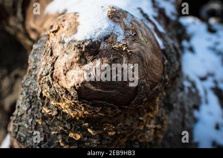 Finde die Illusion eines Gesichts, Gesicht Pareidolie. Nahaufnahme von Mustern eines freigelegten Knotens auf einem toten Baumstamm, im Winterschnee, Burnham Beeches, Burham, Großbritannien Stockfoto