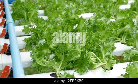 Reihen von frischen saftigen Pflanzen wachsen auf modernen ökologischen hydroponic Bauernhof, Gartenbeete. Konzept der gesunden, umweltfreundlichen ausgewogenen Ernährung reich an Vitaminen. Stockfoto