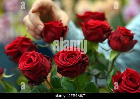 Leipzig, Deutschland. Februar 2021, 11th. Veit Petzold, Floristen-Meister und Geschäftsführer von Blumenland Engler, hält rote Rosen für einen Strauß. Am Sonntag (14,02.2021) ist Valentinstag. Besonders rote Rosen gelten als Liebesbeweis und sind dann gefragt. Das traditionelle Gartenbaugeschäft vor den Toren der Stadt darf Pflanzen und Blumen verkaufen wie alle Baumschulen in Sachsen. Darüber hinaus haben Kunden die Möglichkeit, über einen Online-Shop zu bestellen. Quelle: Hendrik Schmidt/dpa-Zentralbild/ZB/dpa/Alamy Live News Stockfoto