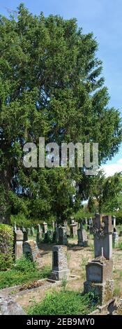 Grabsteine unter hohen Bäumen auf dem alten französischen Friedhof in Hunspach Stockfoto