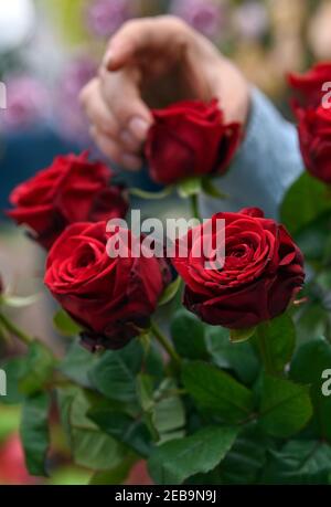 Leipzig, Deutschland. Februar 2021, 11th. Veit Petzold, Floristen-Meister und Geschäftsführer von Blumenland Engler, hält rote Rosen für einen Strauß. Am Sonntag (14,02.2021) ist Valentinstag. Besonders rote Rosen gelten als Liebesbeweis und sind dann gefragt. Das traditionelle Gartenbaugeschäft vor den Toren der Stadt darf Pflanzen und Blumen verkaufen wie alle Baumschulen in Sachsen. Darüber hinaus haben Kunden die Möglichkeit, über einen Online-Shop zu bestellen. Quelle: Hendrik Schmidt/dpa-Zentralbild/ZB/dpa/Alamy Live News Stockfoto