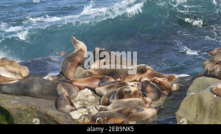 Seelöwen auf dem Felsen in La Jolla. Wildrohrige Robben, die in der Nähe des pazifischen Ozeans auf Steinen ruhen. Lustige faule Tiere schlafen. Geschützte Meeressäuger Stockfoto