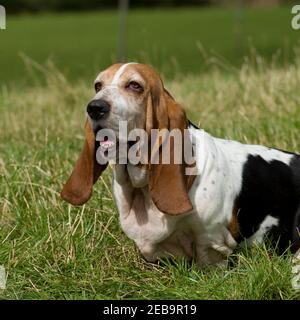 Basset Hound dog Stockfoto