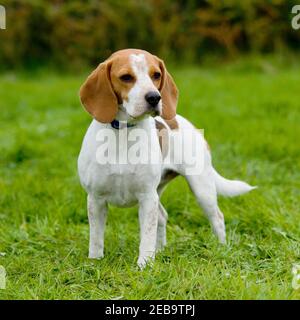 Beagle Hund Stockfoto