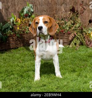 Beagle Hund Stockfoto