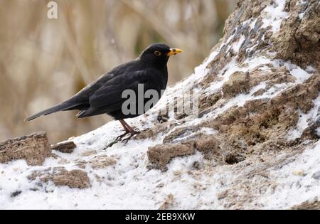 Blackbird UK; The Common Blackbird, aka Eurasian Blackbird adult Male, Turdus Merula, auf einem Baumstamm im Schnee im Winter, Suffolk, UK Stockfoto