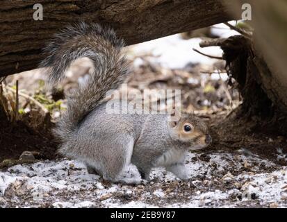 Grey Squirrel UK - auch bekannt als Eastern Grey Squirrel, Sciurus carolinensis, gilt als invasive Art. Alleinerziehenden Erwachsenen im Wald, Suffolk Großbritannien Stockfoto