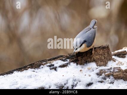 Nacktschattenvogel UK, Sitta europaea, Nahaufnahme eines kleinen Vogels auf einem Baumstamm im Winter, Suffolk UK Stockfoto