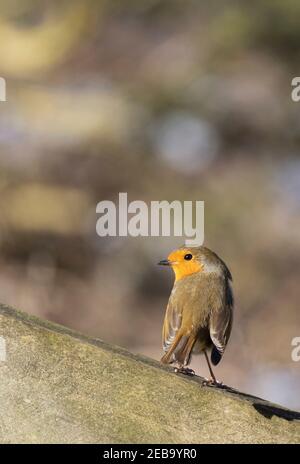 Robin UK; Europäischer Robin (Erithacus Rubecula) Barching; Beispiel kleiner britischer Vögel, Suffolk, UK, mit Kopierraum Stockfoto