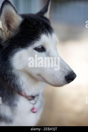 Porträt des sibirischen Husky Stockfoto