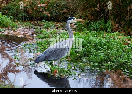 London, England - November 29 2020: Graureiher, Ardea cinerea, Jagd nach Nahrung in flachen Teichgewässern des Bushy Park, London, UK Stockfoto