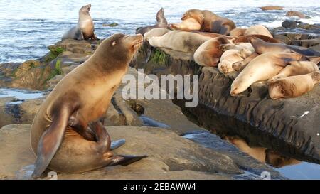 Seelöwen auf dem Felsen in La Jolla. Wildrohrige Robben, die in der Nähe des pazifischen Ozeans auf Steinen ruhen. Lustige faule Tiere schlafen. Geschützte Meeressäuger Stockfoto